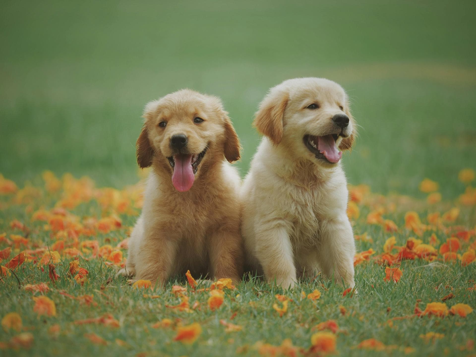 Emergency vets in Roswell